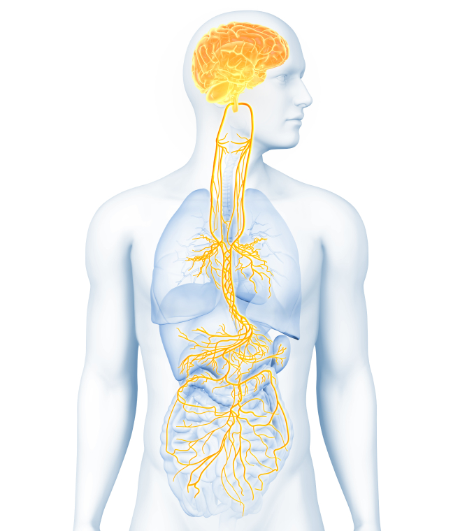 Illustration of torso with digestive system